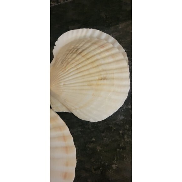 Natural Scallop Seashells & Toothpicks Appetizers Baking Lot of 6 - Picture 6 of 10